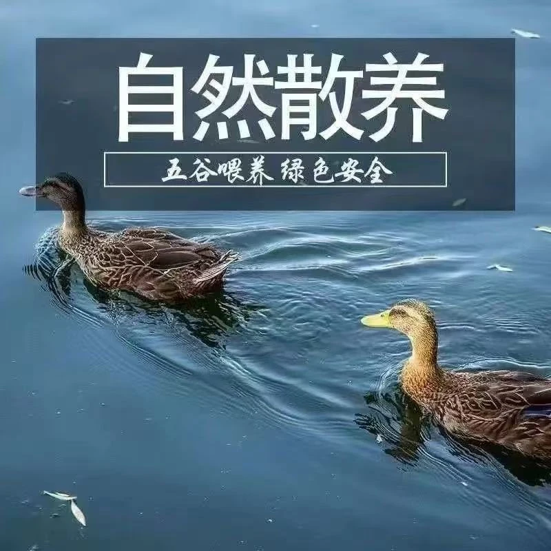 JD精选4只自然生长五谷喂养土鸭顺丰包邮无掌翅无内脏