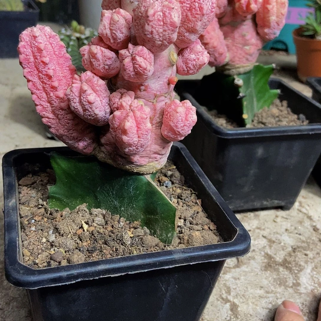 雅迪麒麟锦一物一拍