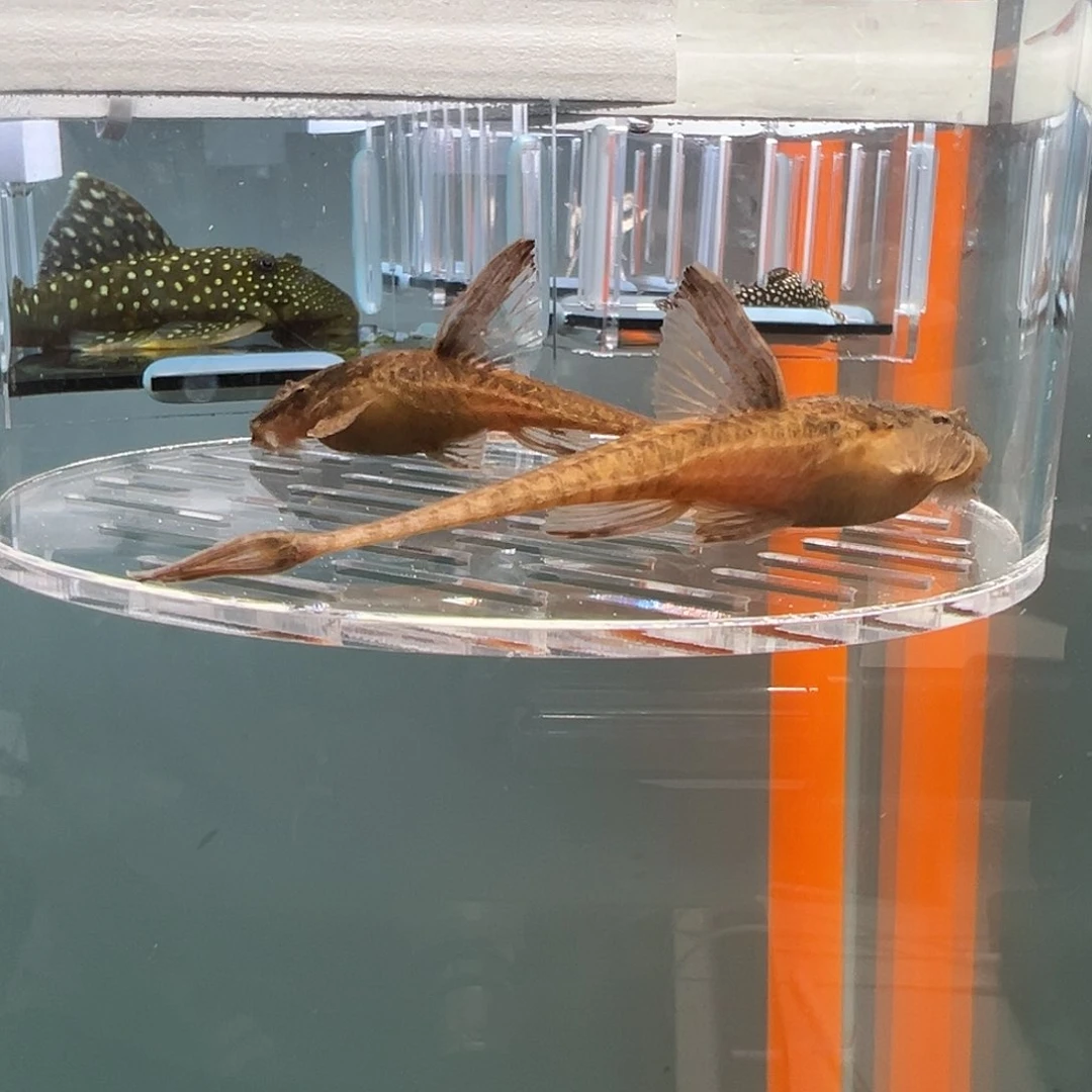 清道夫录完整开箱视频、入缸不包损8-9