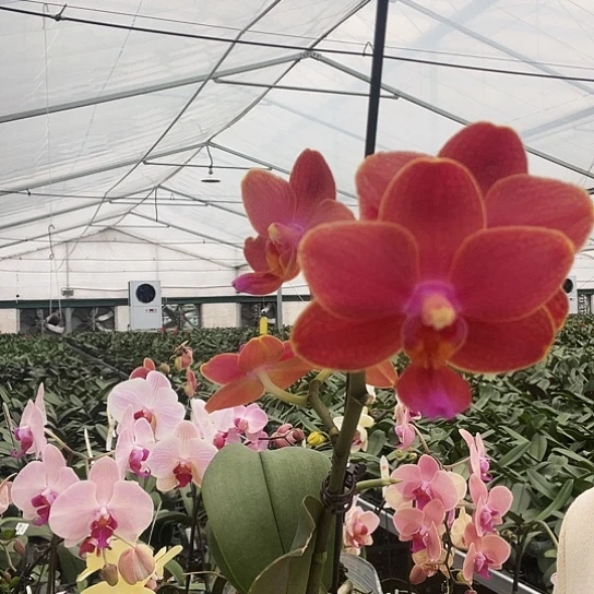 完全开放蜡质香味小花Y067