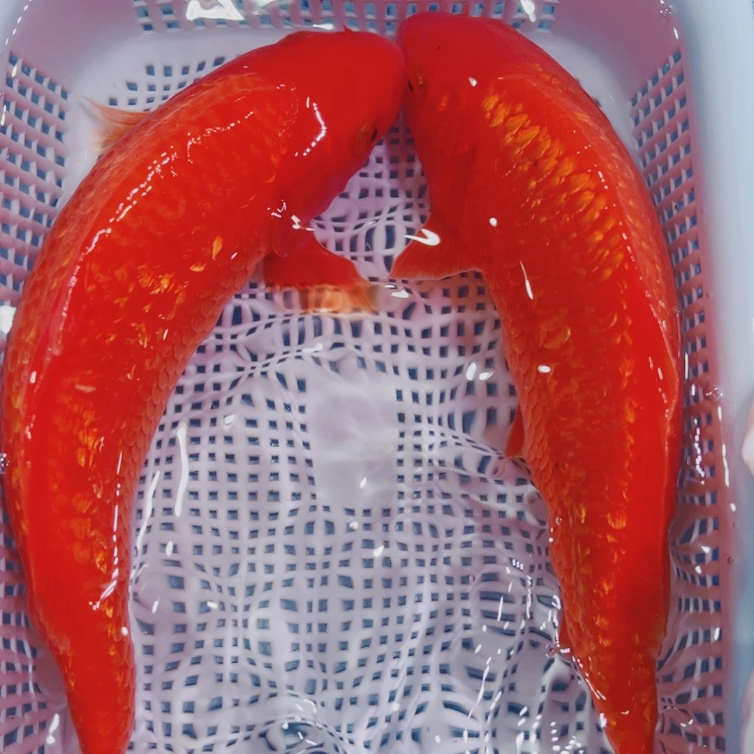 锦鲤锦鲤观赏鱼冷水