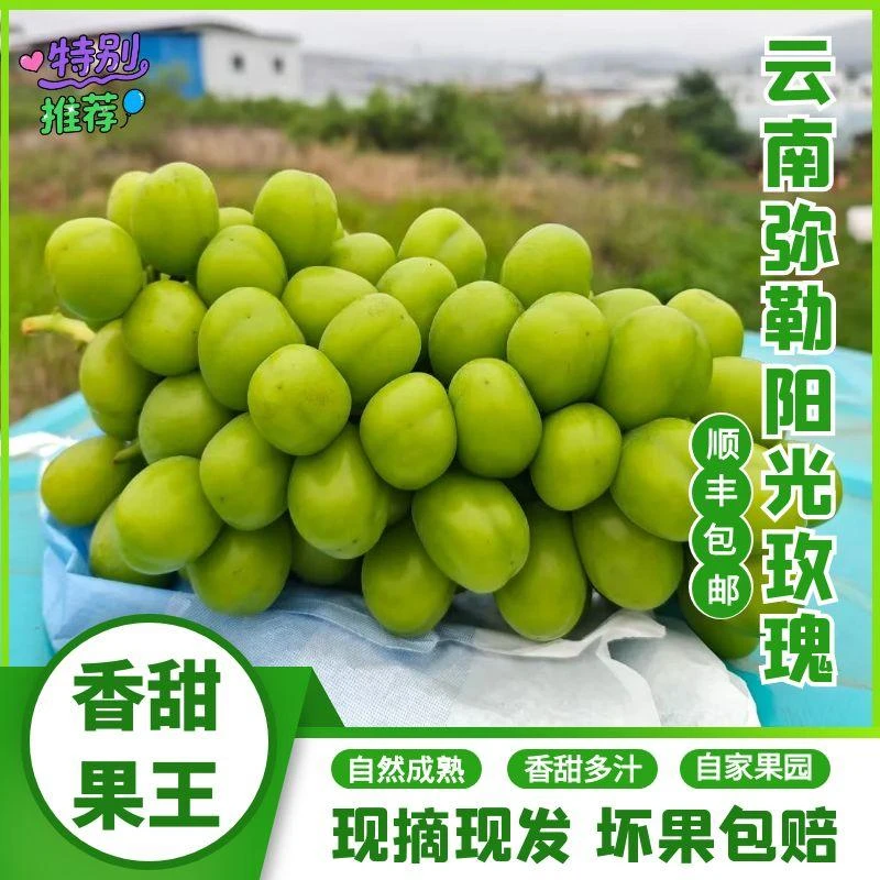 【弥勒产地直发】云南香甜超大果阳光玫瑰葡萄夏日水果青提应季水果