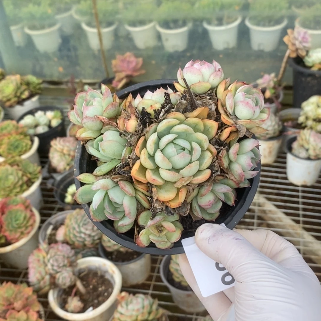 3586莎莎女王一物一拍