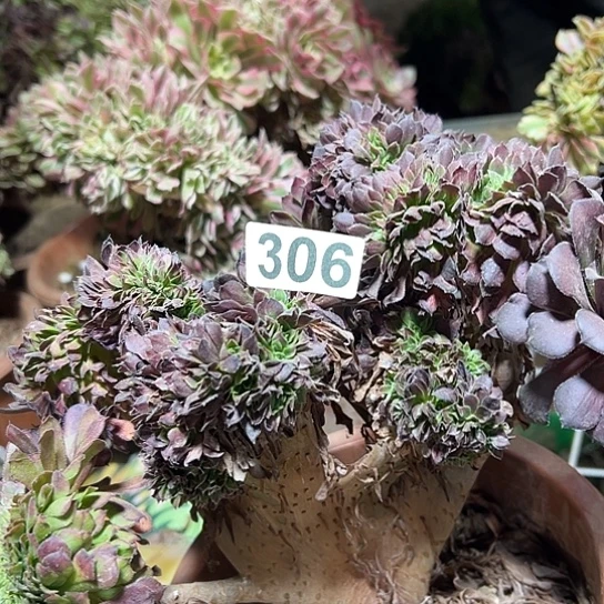 金***姐多肉植物一个黑同306