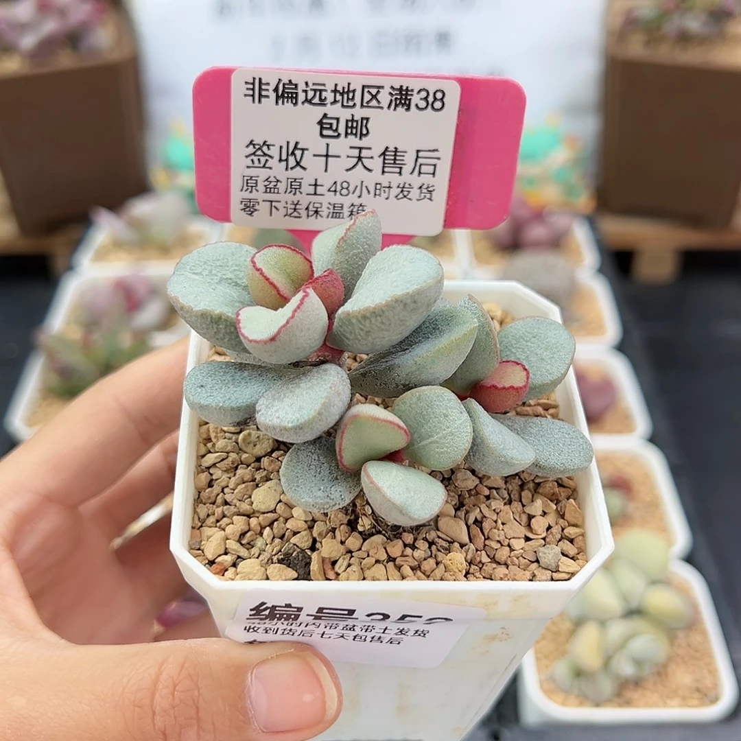 凤****?359白雪公主多肉