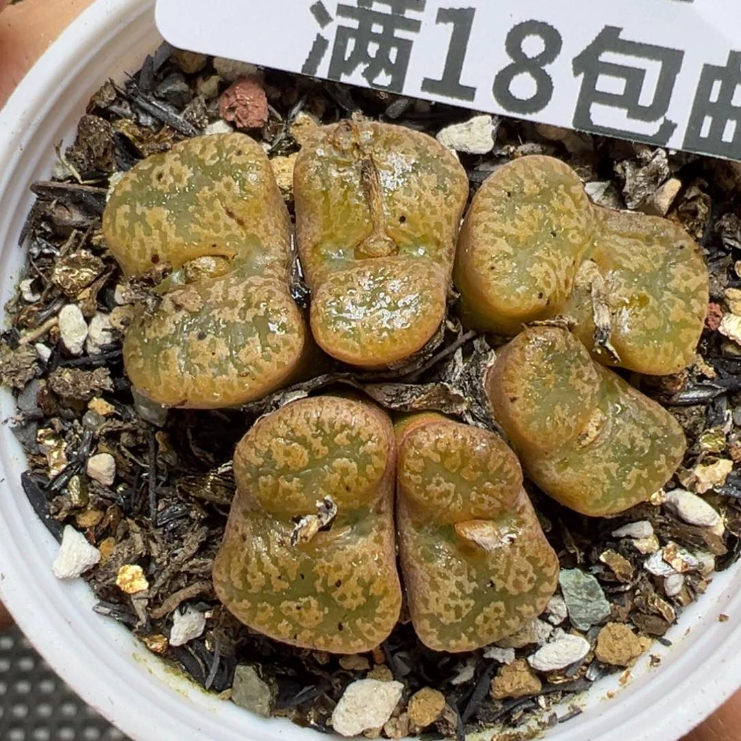 【闪购商品】474……