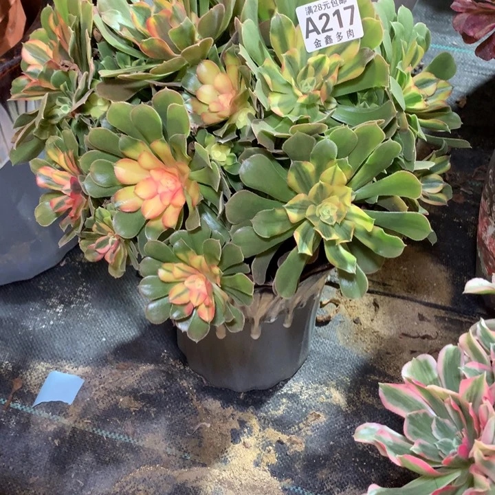 217多肉植物一物一拍