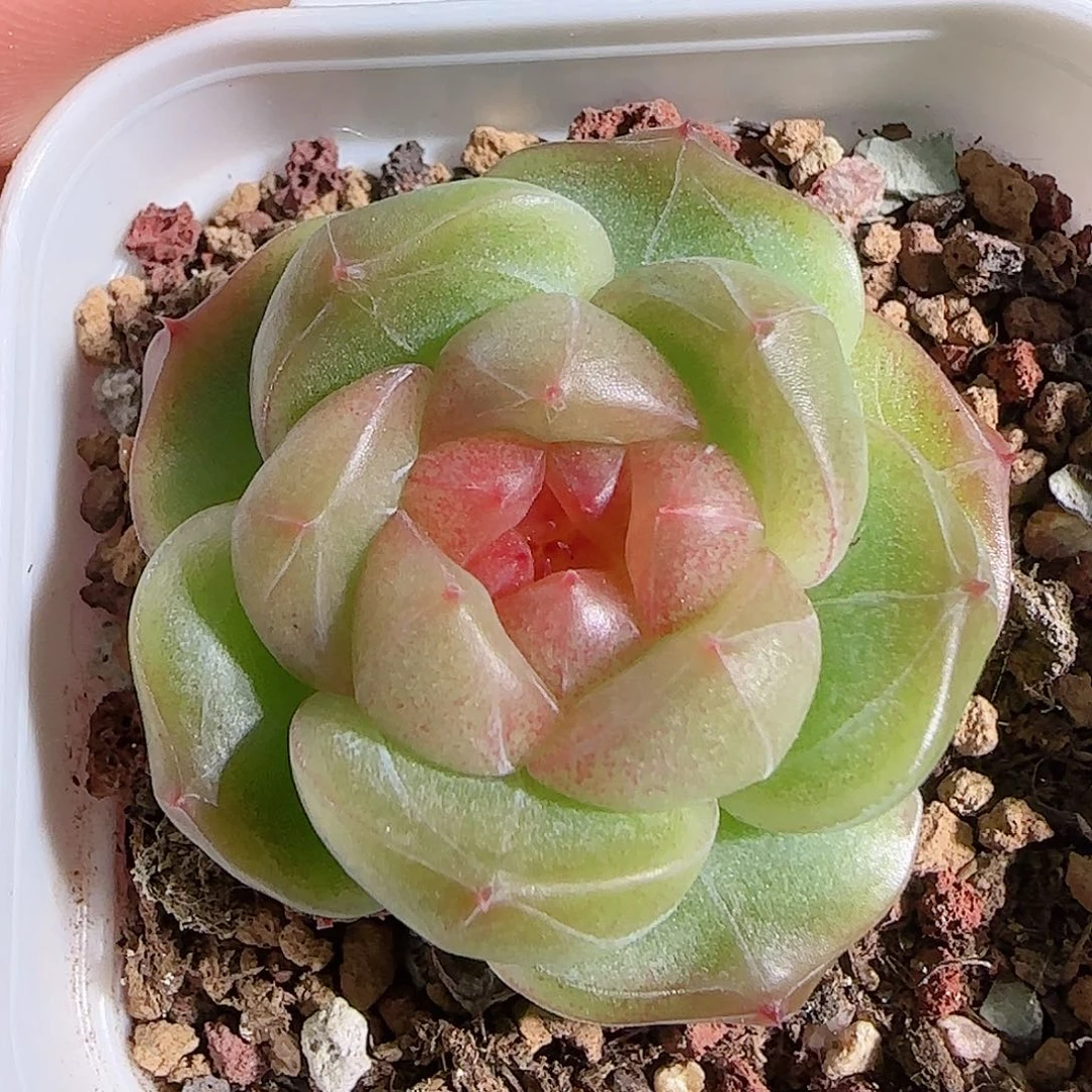 多肉1103--79珍妮
