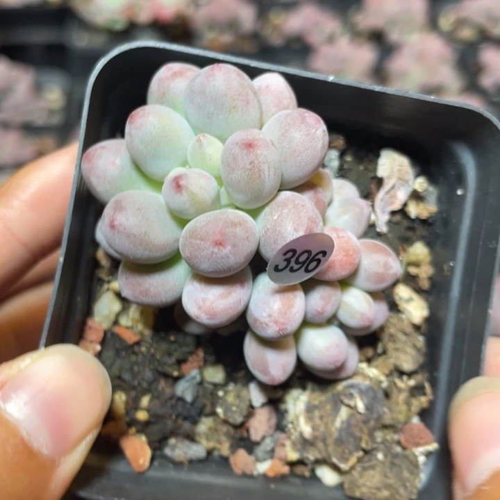 仙子奶酪多肉植物