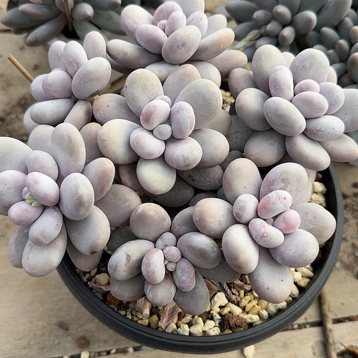 奶酪多肉植物的生长