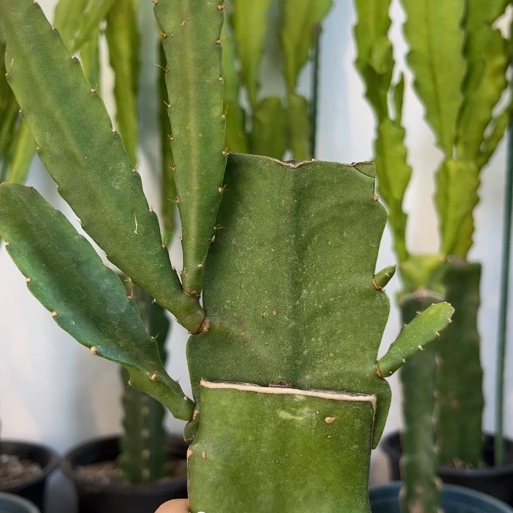 当前无花栽培后可以开花541