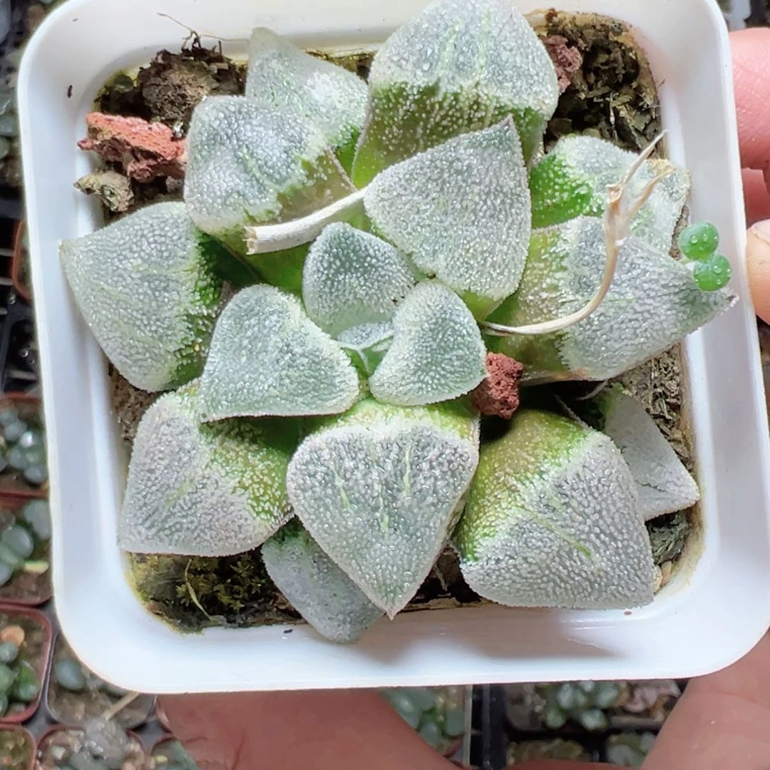 诗**话1589多肉植物，然后