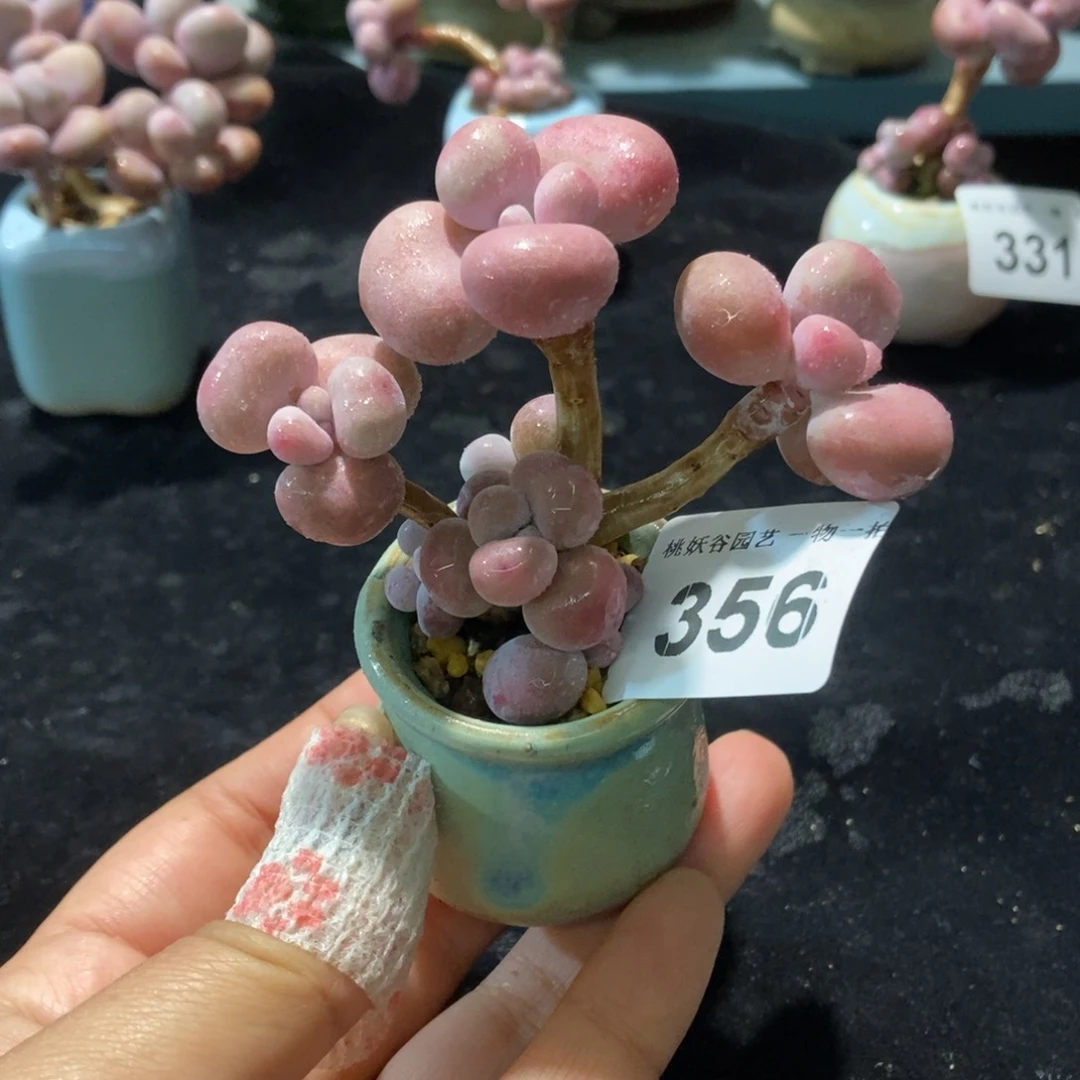 356糖果腰子蛋带盆土