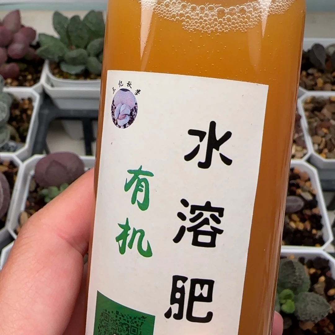 肥***猫水泡多肉植物水泡