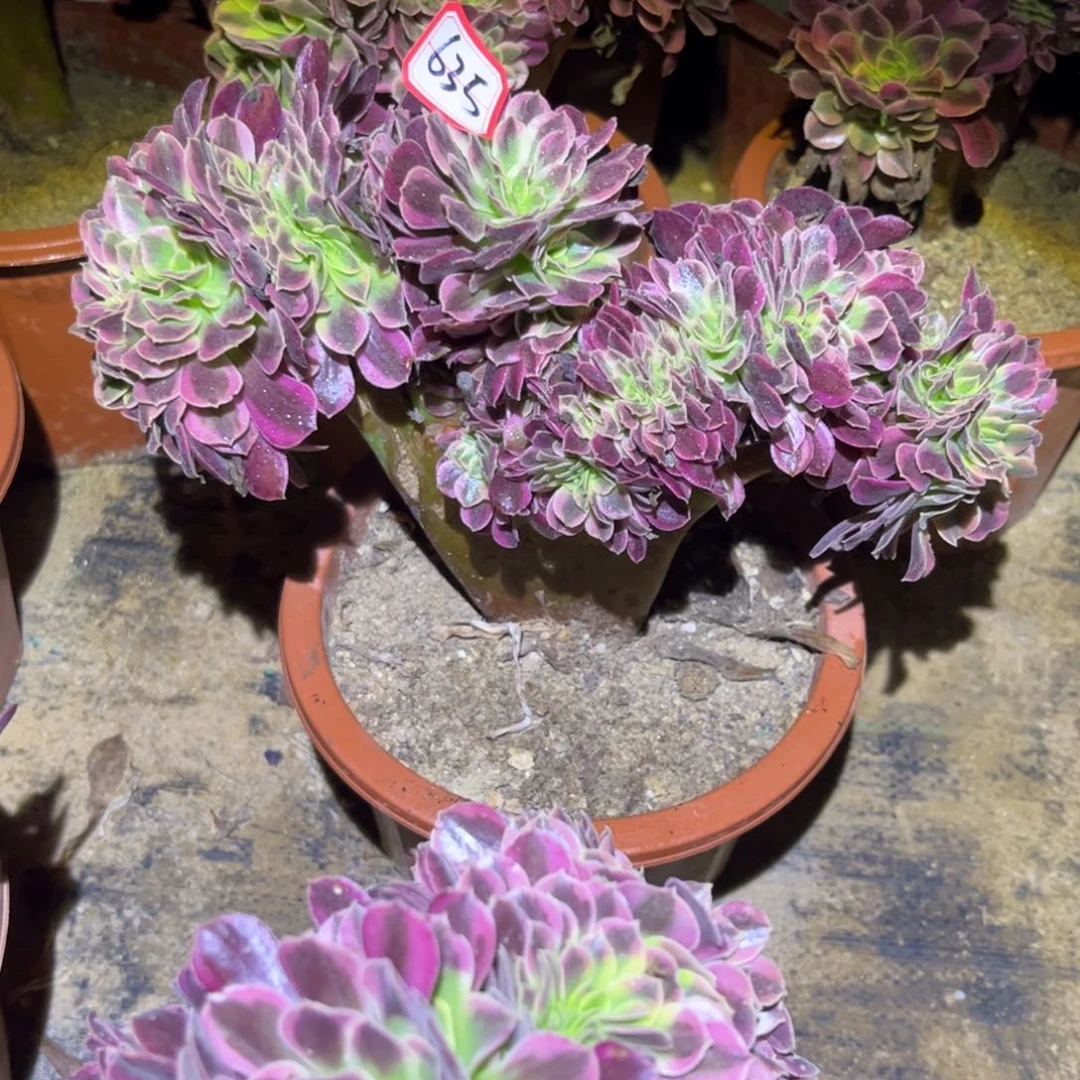 635多肉植物美杜莎缀化