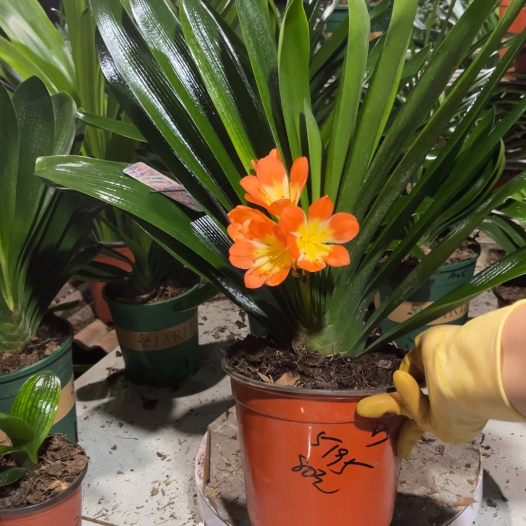 当前无花栽培后可以开花