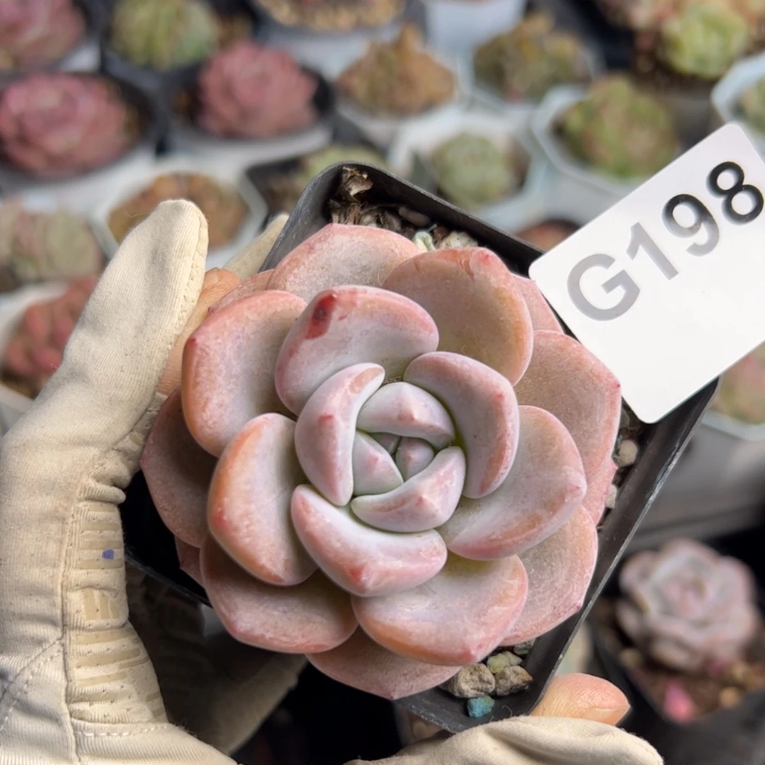 198 多肉植物组合盆栽