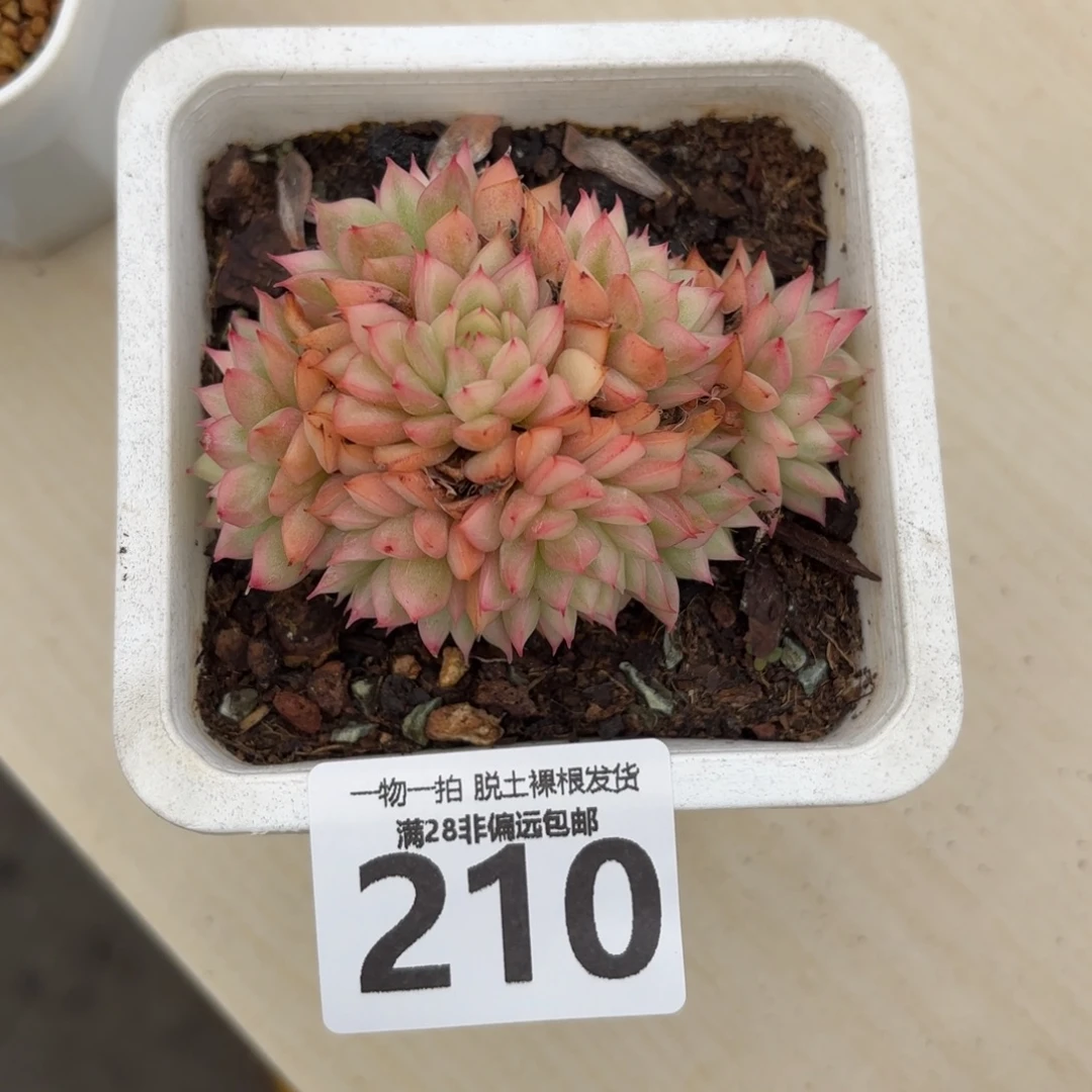 女雏锦无盆土发货