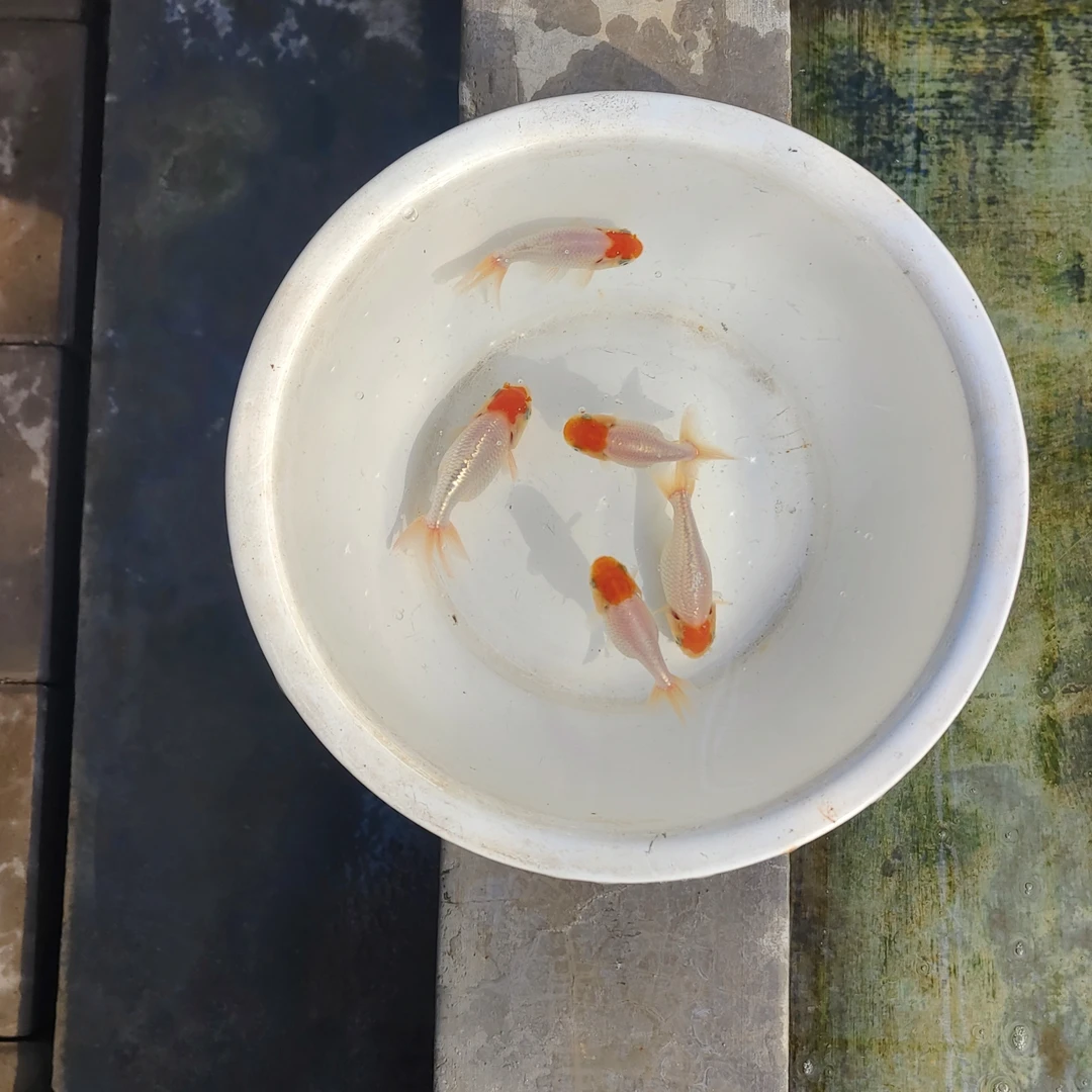 宫鹅鹅头红传统国粹金鱼观赏鱼小鱼批发