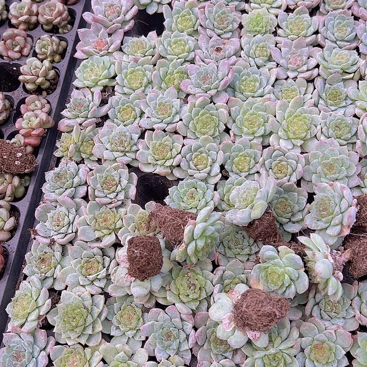 穴盘溏心冰魄4颗19包邮