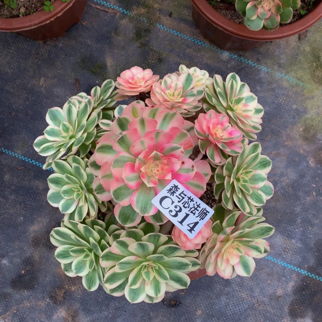 【闪购商品】314倾城