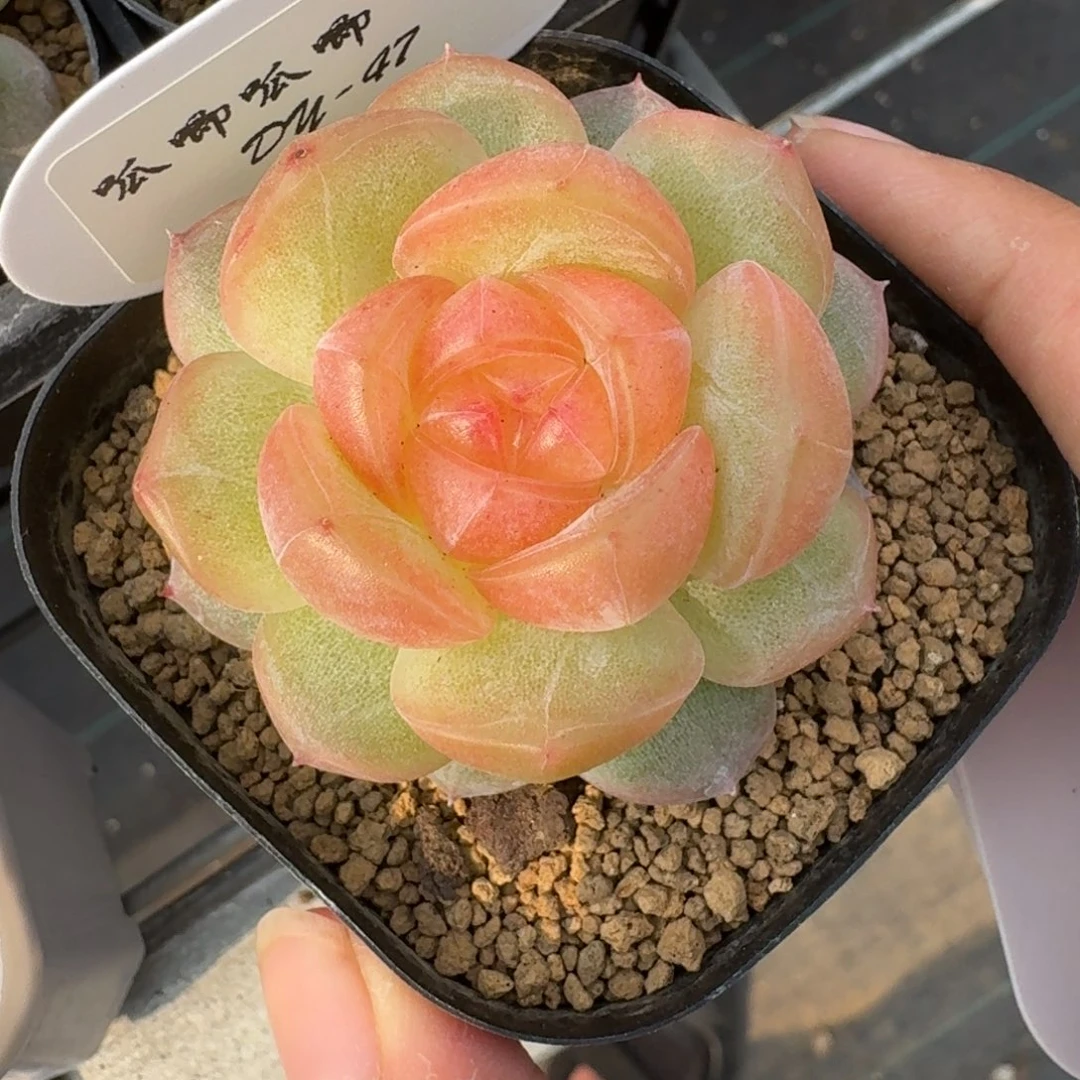 0613-047-追月单头