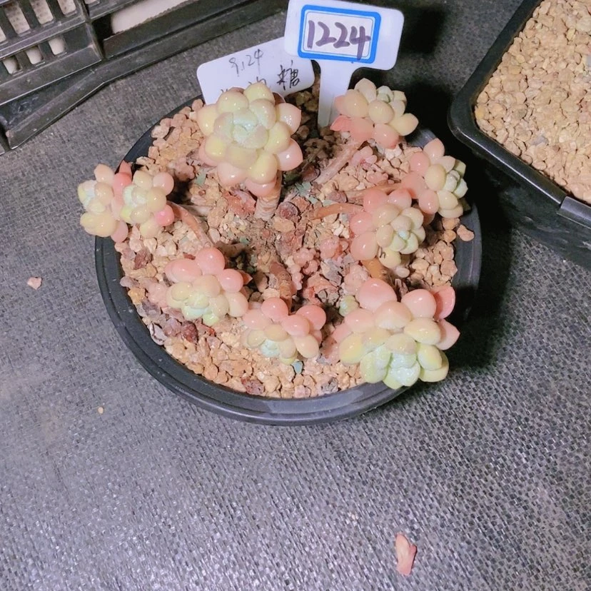 【闪购商品】芳*1224