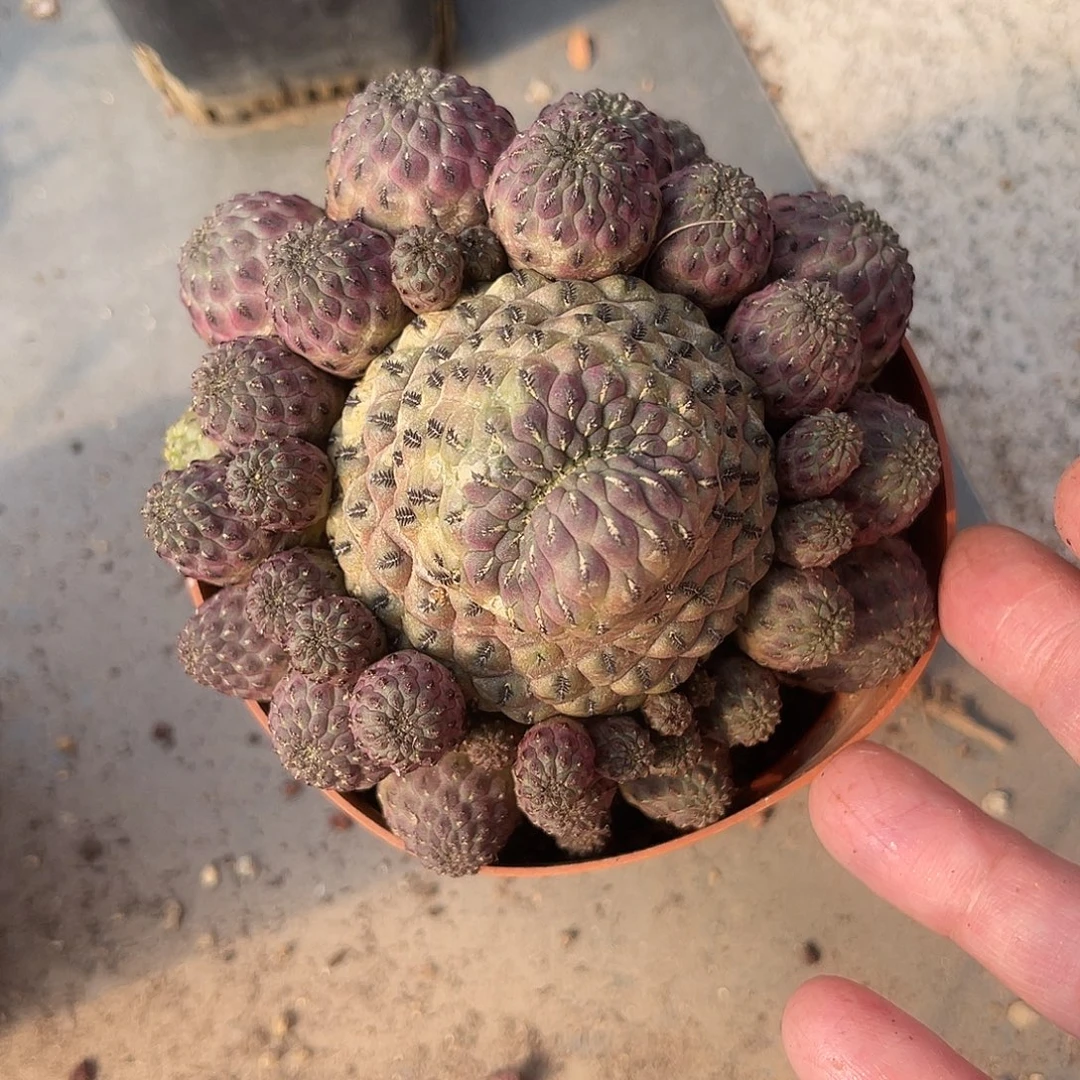 紫丽丸大群一物一拍