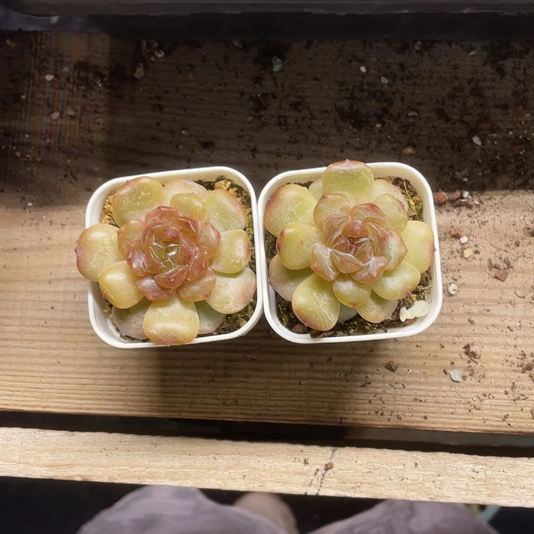 红恋盆一个满25包邮