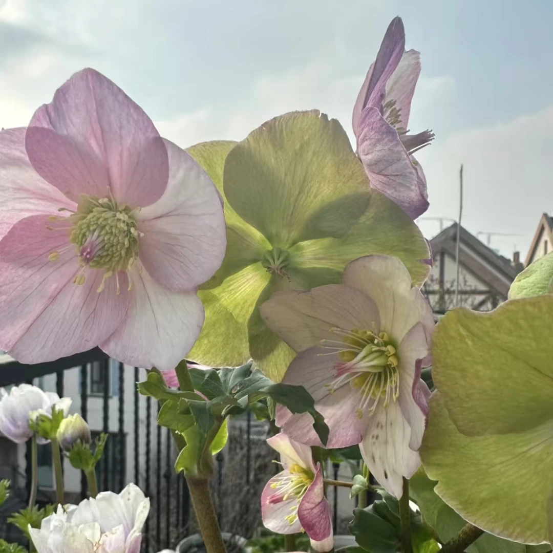 铁筷子【粉色】冰雪玫瑰丛生盆栽庭院阳台爆花强花卉新手