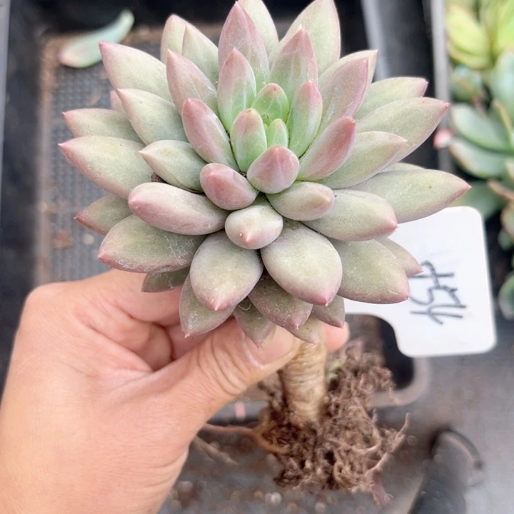 晨语多肉一物一拍T54