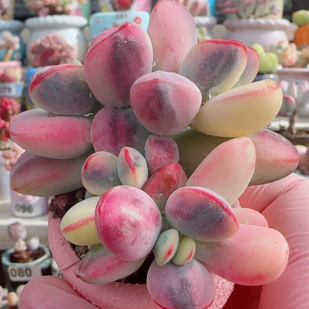 乒乓福娘锦 盆口4cm