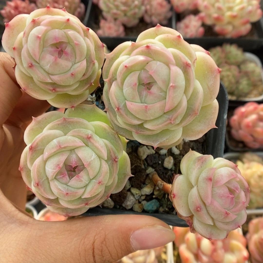 白芷珍妮群生5559号