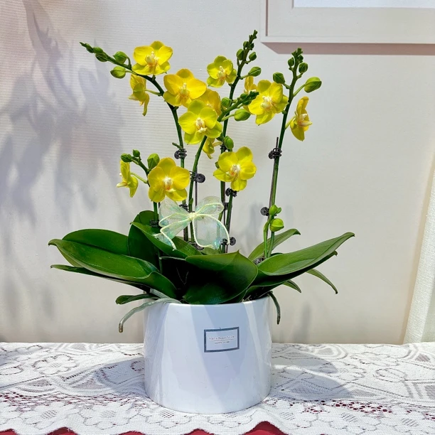 【吉祥如意】蝴蝶兰 黄色系 2.8寸杯中小花型  夏日赏花送人礼物