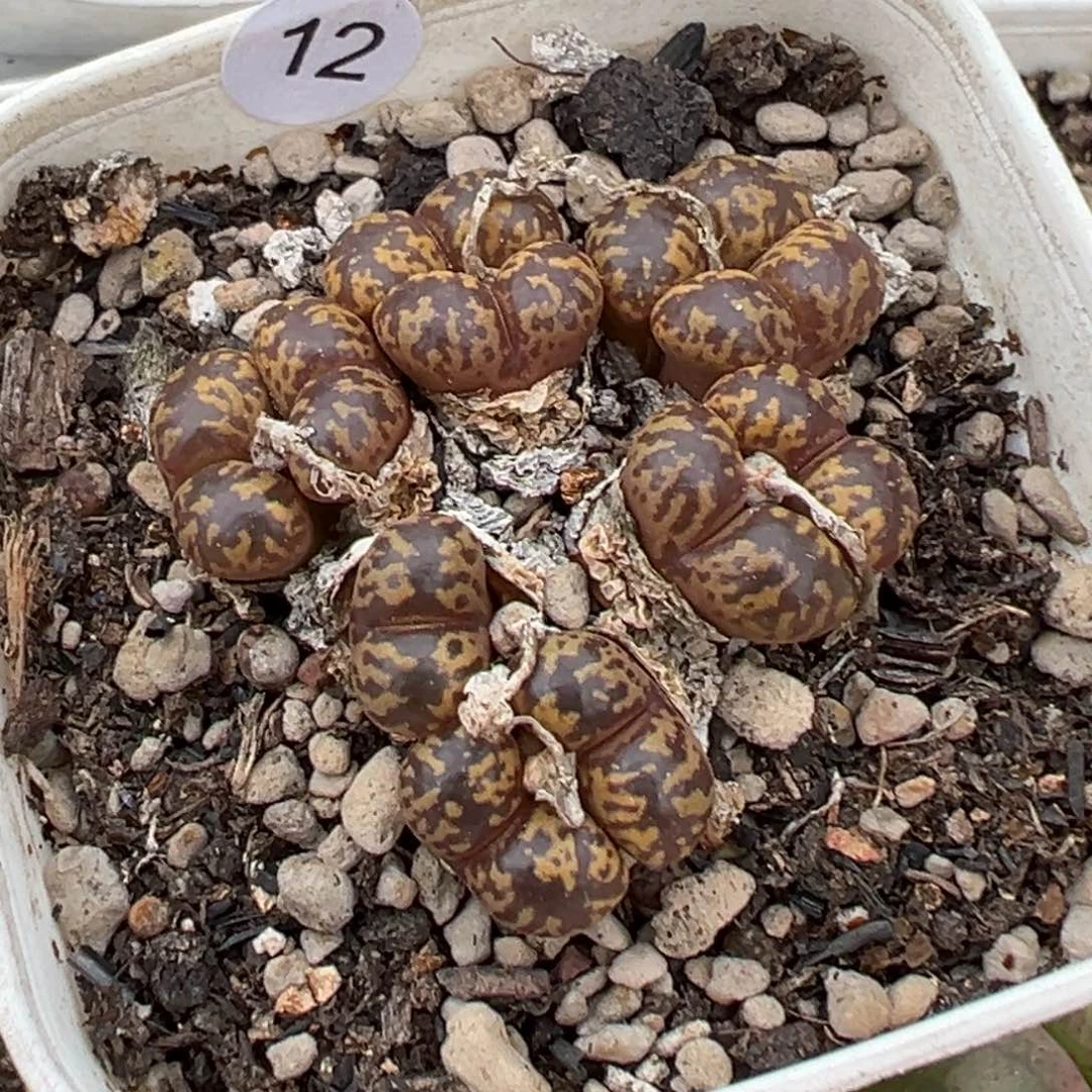 多肉植物11111111111