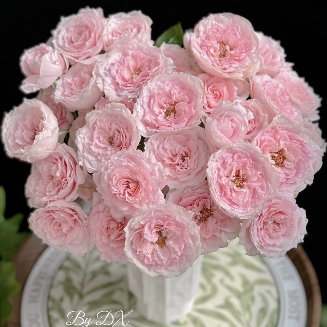 两单包邮！玉脂玫瑰10只（20%不售后）