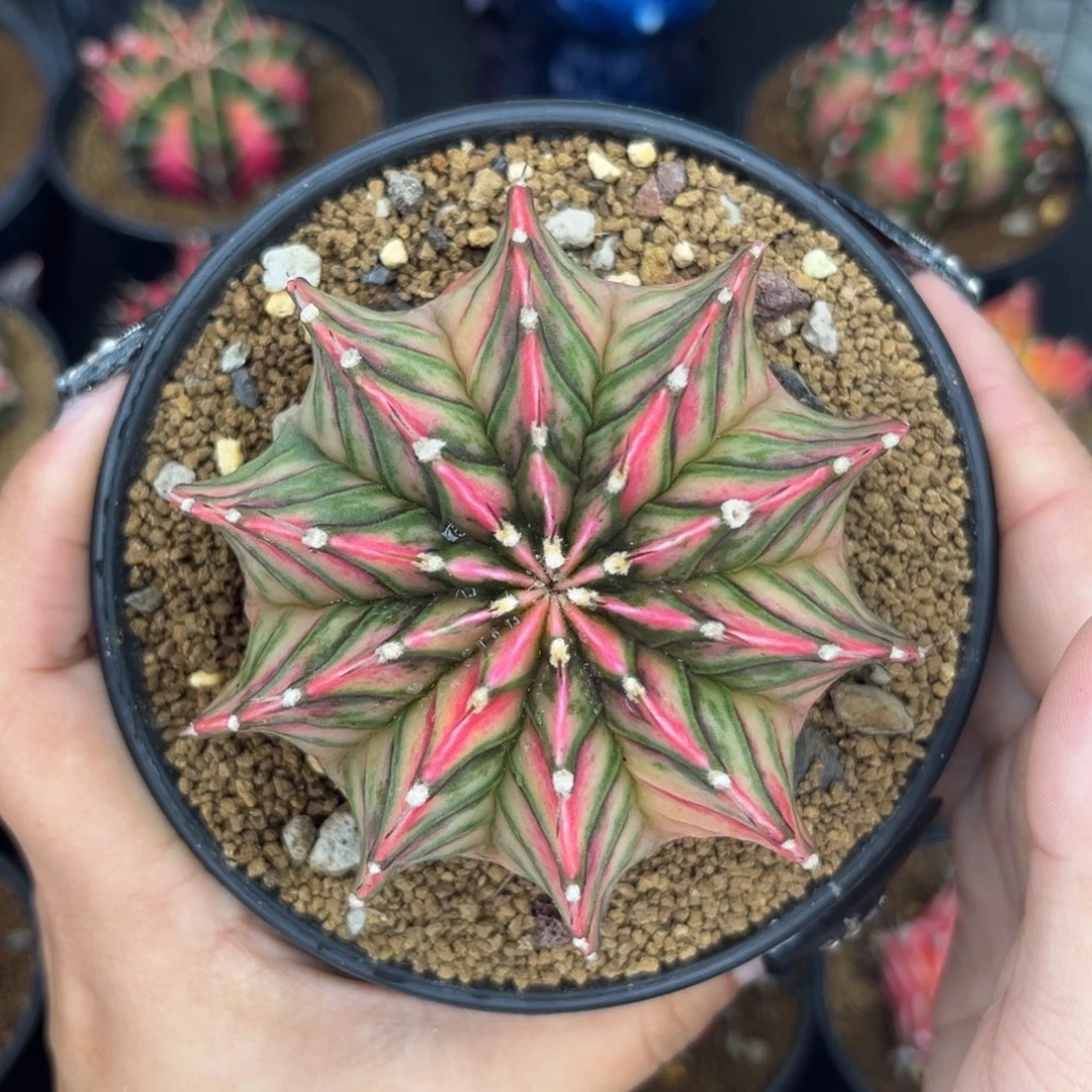 泰系肋骨锦 带盆土发货