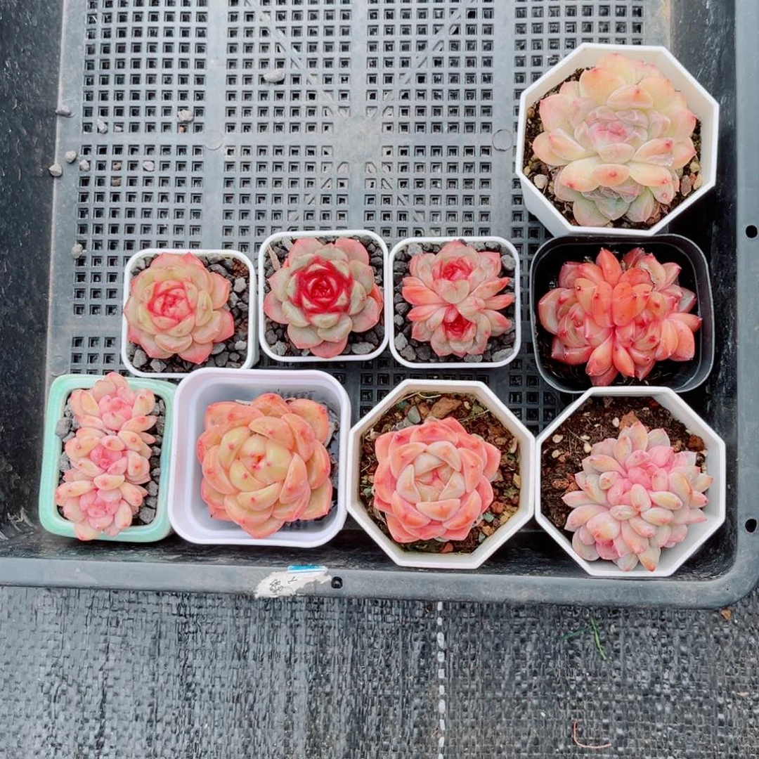 静风靡园艺粉精灵朵缀