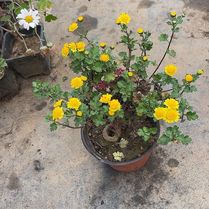 暗***影完全开放25菊花菊花菊花家