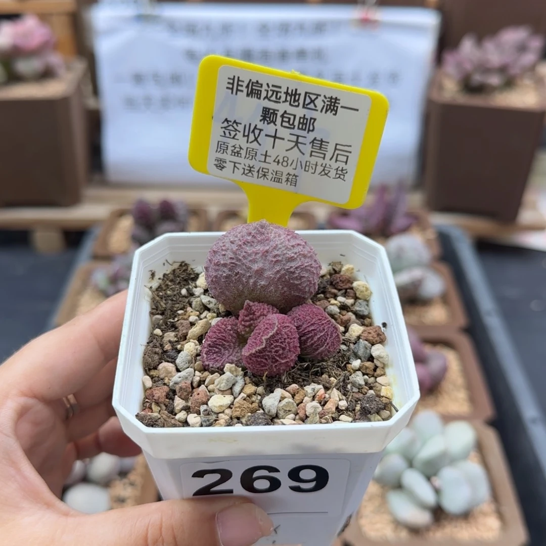 觅****ɡ269巨猪宝多肉植物