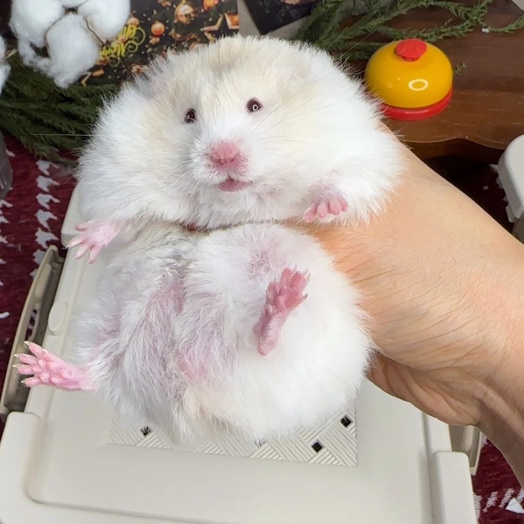 蜜波弟弟8.26生日