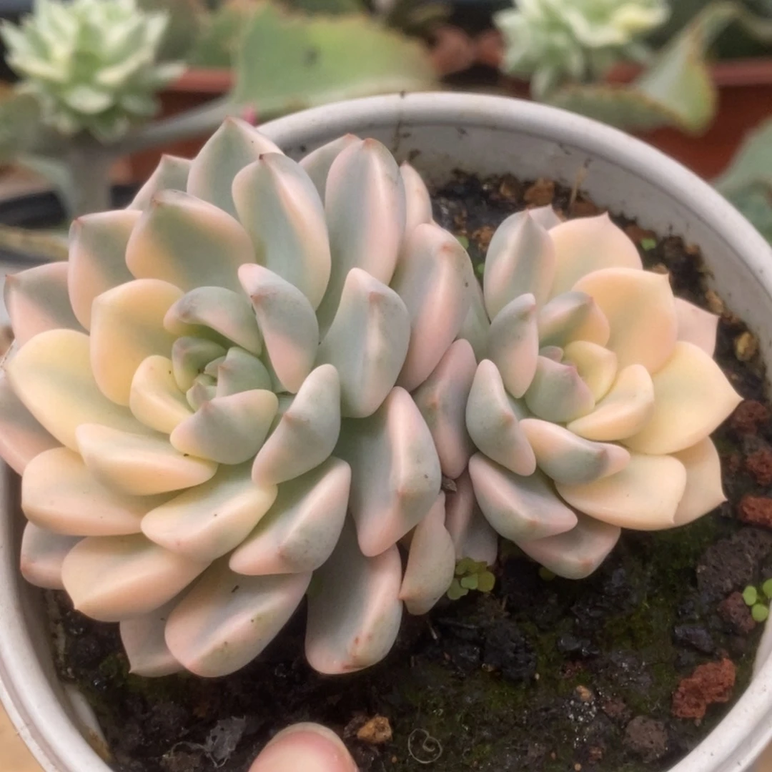 340红粉佳人锦锦锦锦锦