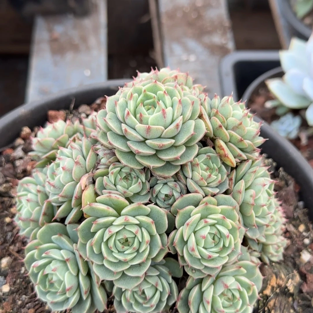 丸叶玫瑰本吧惊鸿一物一拍包装收缩花旱
