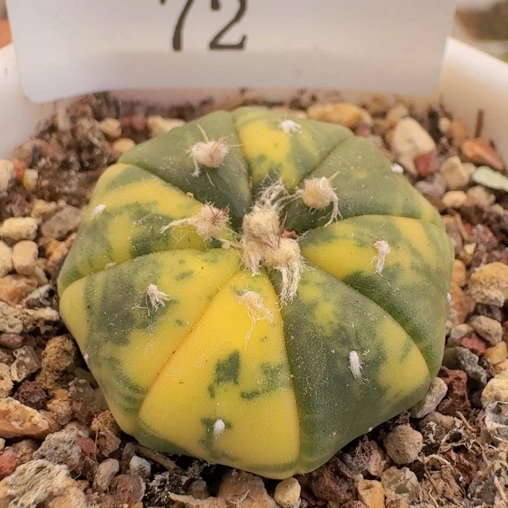 72。