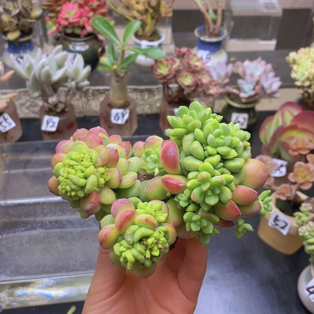 刘***s花钱花钱花钱花钱