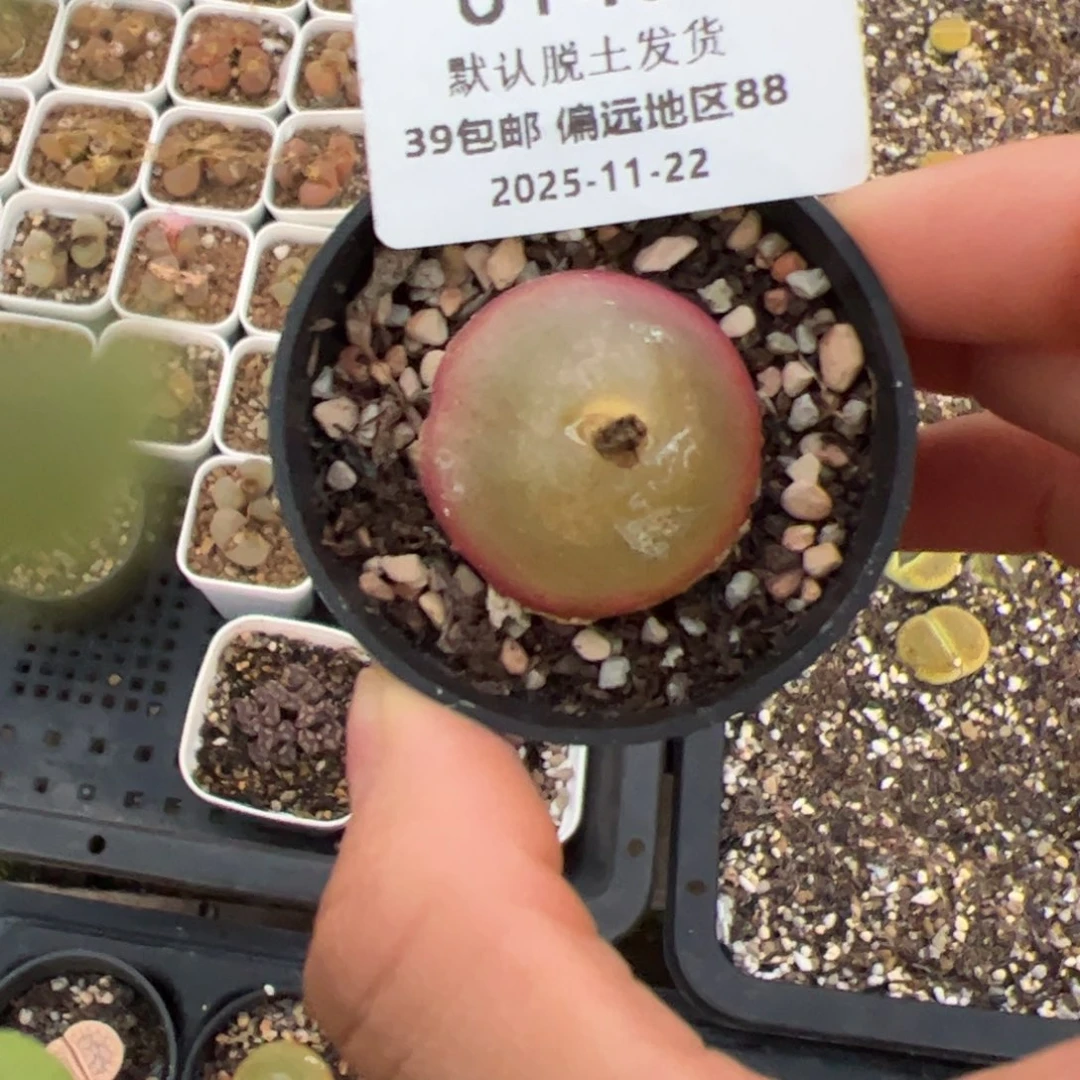 0143号 灯泡福利 多肉植物