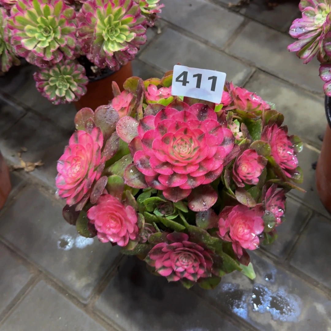 小***锦多肉植物411荔枝 法师