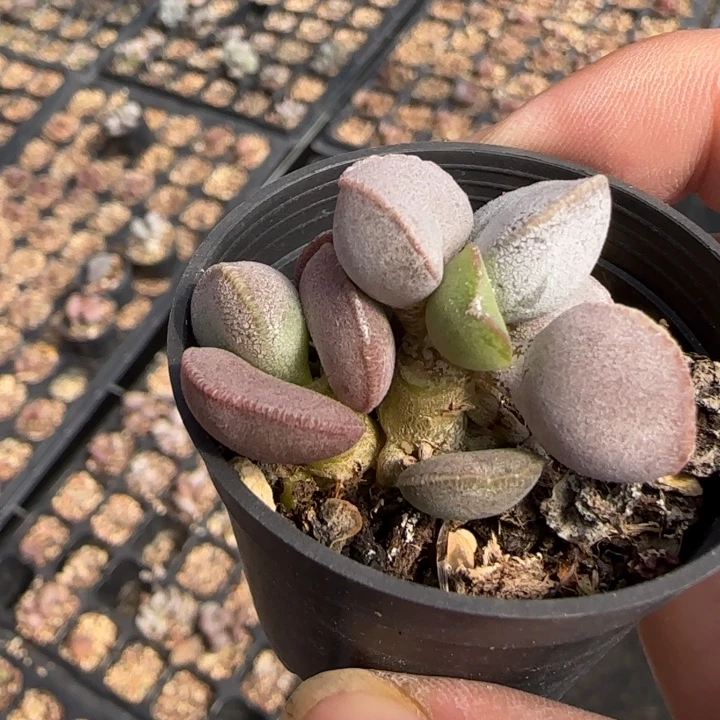 磨砂蛋水泡多肉植物