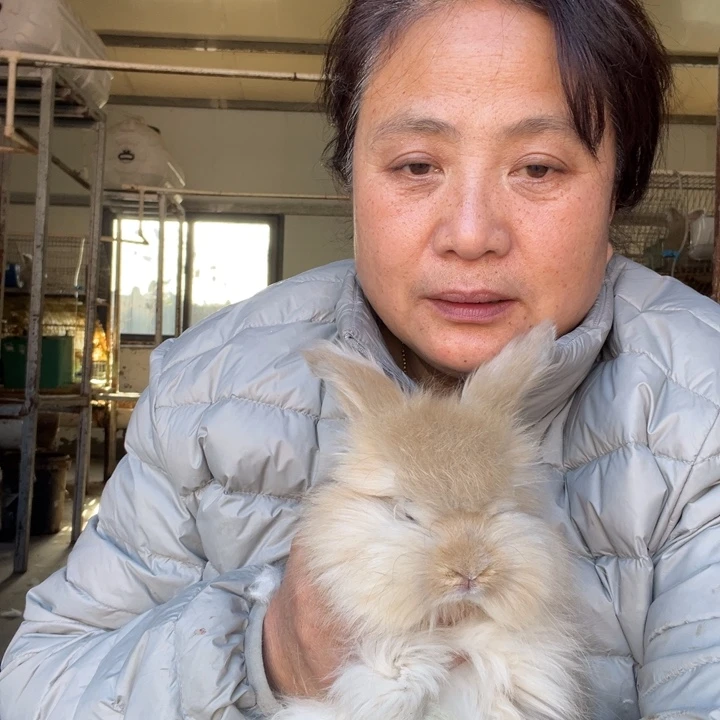 黑***士英系安哥拉宠物兔子