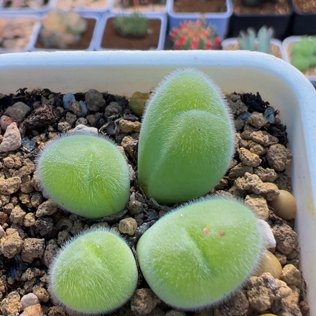 66多肉植物百科植物